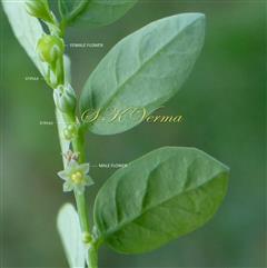  Male and Female flower